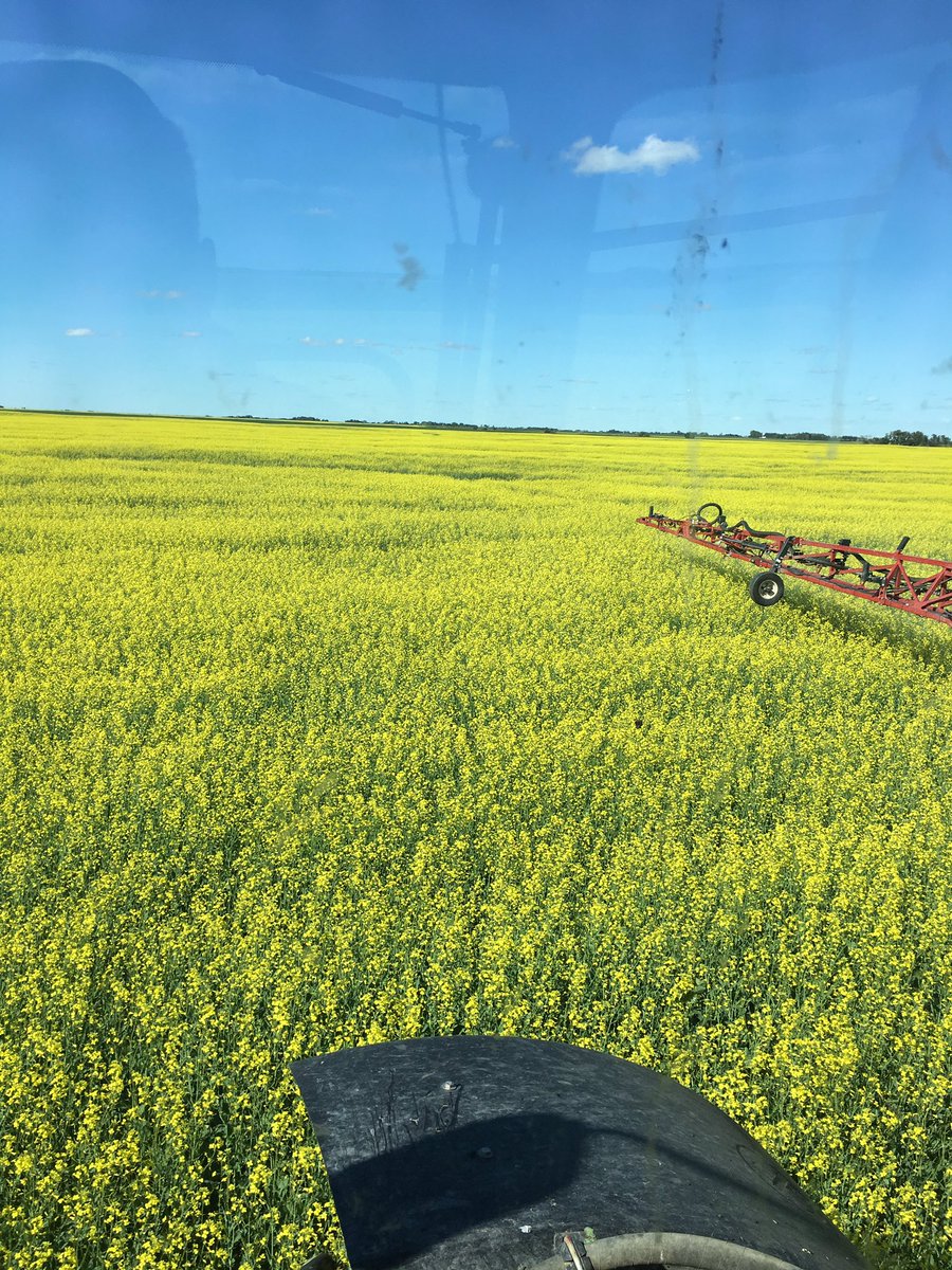 NicolasFerre1's tweet photo. @Bayer4CropsCA 252 looking good #prolinetime https://t.co/gVOLgDS2Co