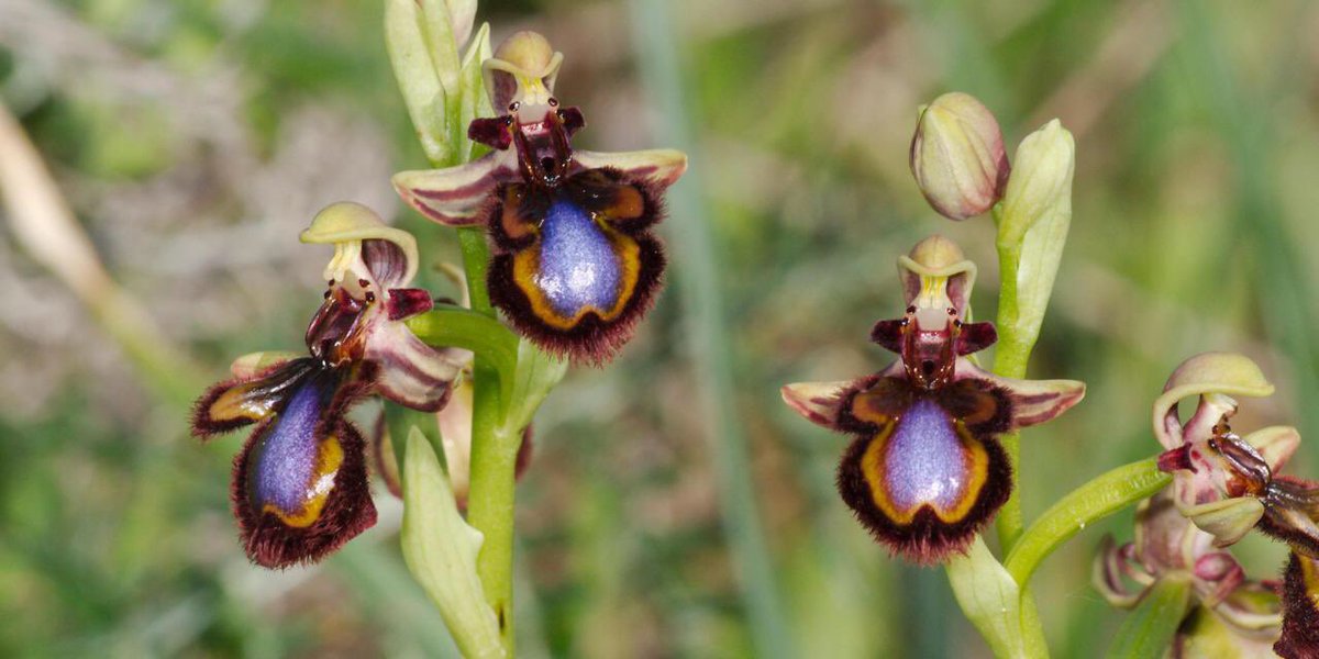 luckymermaid18's tweet photo. Catfishing orchids! They look like bees #bio120sum17 @NutmegSomething https://t.co/3oyaftalh8