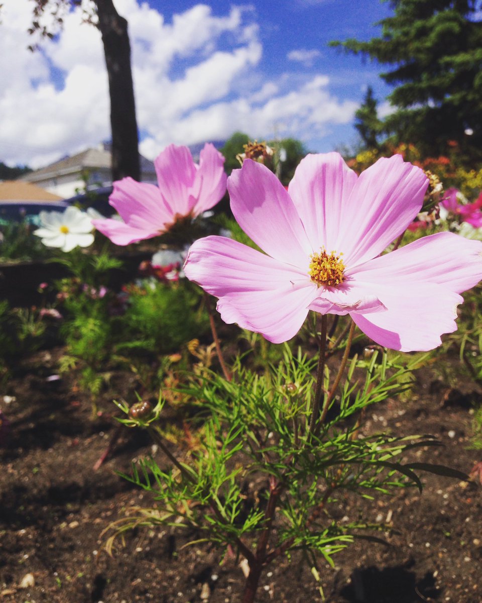 choihangyi67's tweet photo. Jasper and Banff trip #banff #Jasper #flower #mountain #photography #photo https://t.co/k4okSb9sam