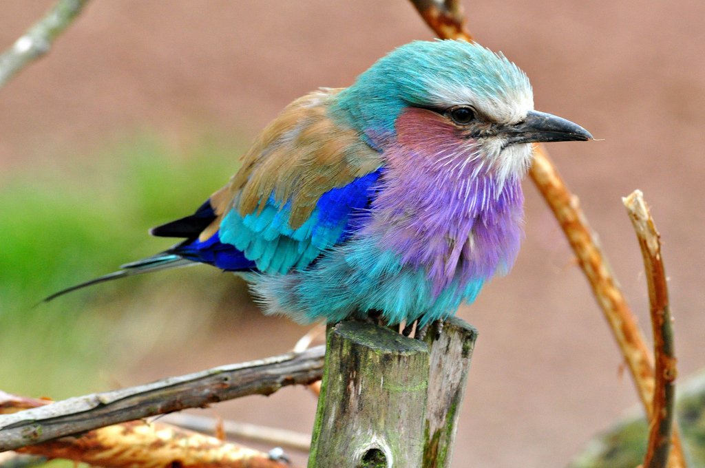 Twitter પર 19 જ લ ઈ 17ન ર જન Nidomi Beaન ટ વ ટ જ ઓ Twitter Twitter પર 19 જ લ ઈ 17ન ર જન Nidomi Beaન ટ વ ટ જ ઓ Twitter