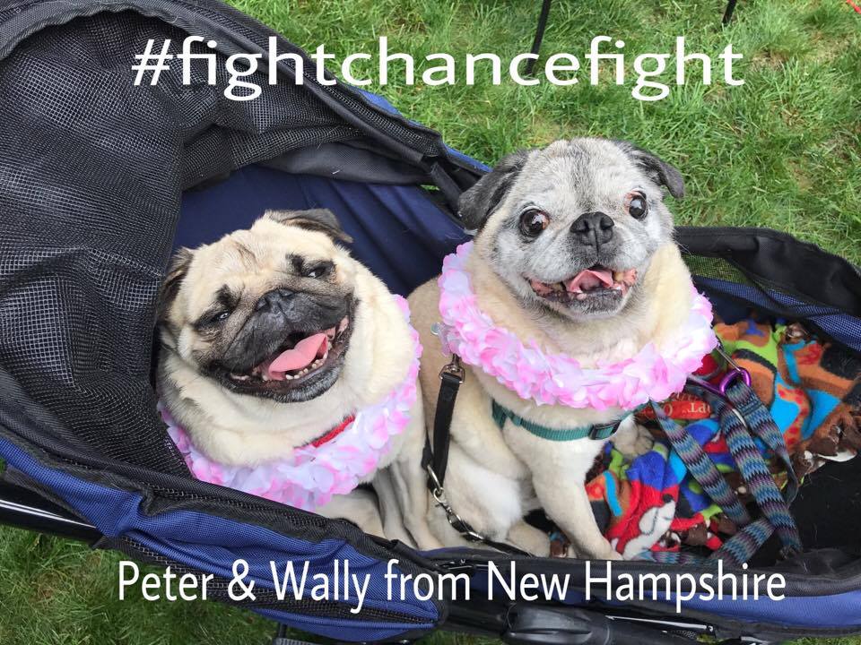 pamwanthony's tweet photo. Peter and Wally here from NH. Thinking of Chance and the Pug Queen as he has surgery!! #fightchancefight #pugchat https://t.co/ptY3bapYU3