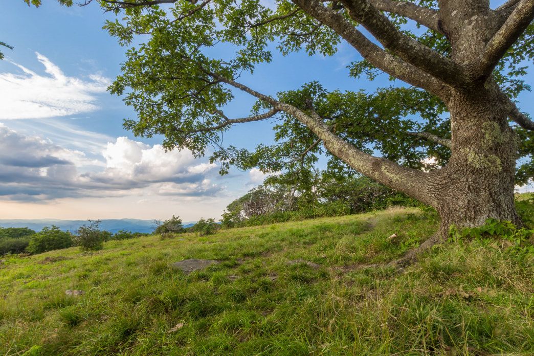 dbo_asheville's tweet photo. Getting ready for the weekend? Blue Ridge Parkway: Favorite Hiking Trails Near Asheville. https://t.co/MAuUaLTK5S #AdventureIsLocal https://t.co/r8ODqsDiG7