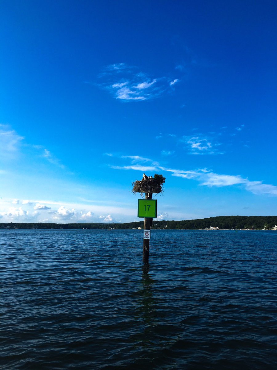 RidgewoodCo's tweet photo. Osprey on the Niantic River #RidgewoodCo. https://t.co/vDo5ka1wvN