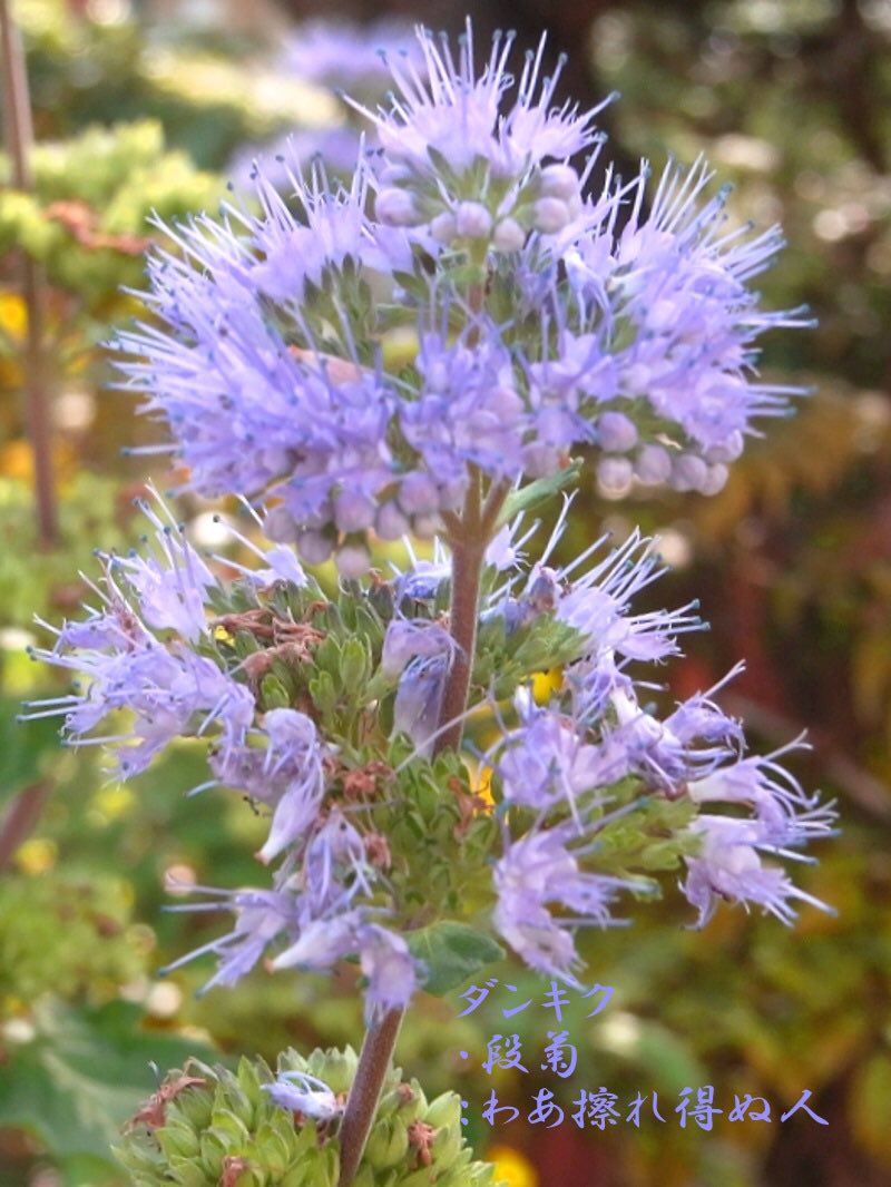 Miles スマイル 芒種 蟷螂生 على تويتر あさのいろ おはよう ダンギク 段菊 忘れ得ぬ人 クマツヅラ科カリカネソウ属 日本周囲原産 別名 ランギク 蘭菊 花期７ ９月 多年草 暑さに強いが寒さにやや弱い 冬は根元で切り落とす 日当たりの良い処を好む