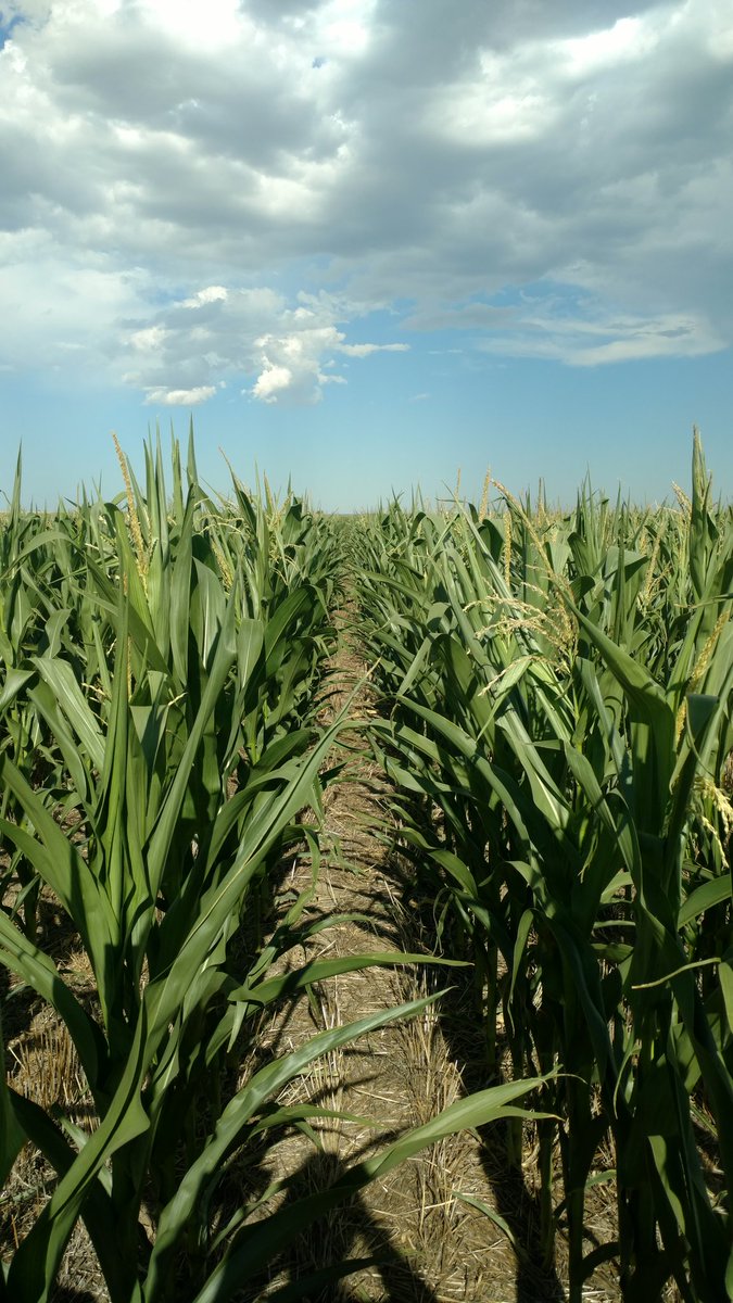 WesPollart's tweet photo. Not too bad for 104°! @aeroapplicators @DuPontPioneer  @AgroLiquidAgron #P9697 #Aquamax  #ProGerminator #Micro600 #CTech #HighNRGN #Corn17 https://t.co/YjkHdfbogw
