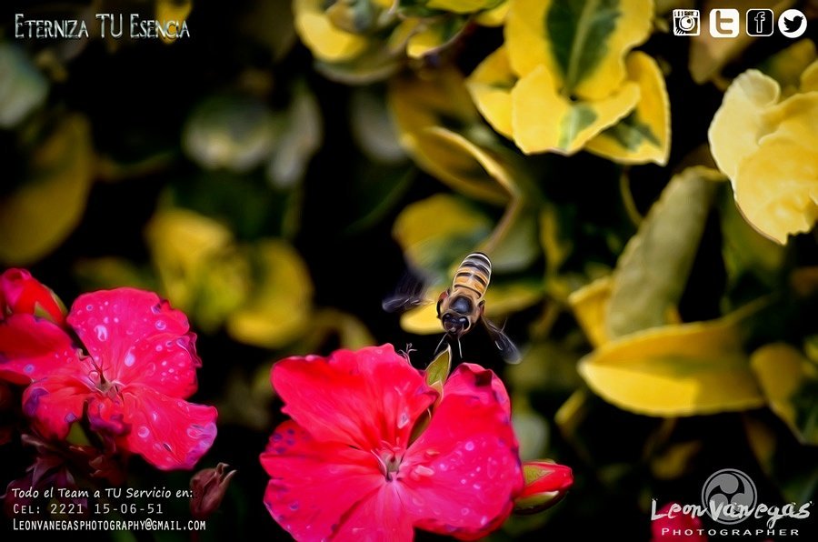 dracovanegas's tweet photo. Hello I try this
Painted bee?? #bee #abeja #flowers #leonvanegasphotography #leonvanegas #shareitplease #follow #eternizatuesencia #puebla https://t.co/ChPGV2y2DQ