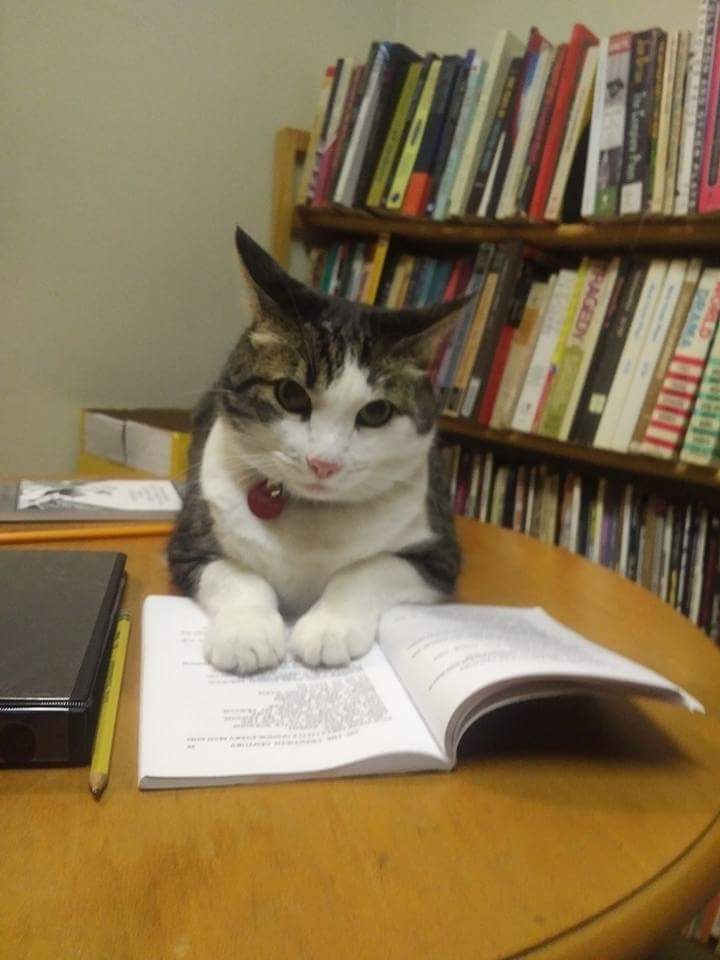 ProofDoubt's tweet image. stage manager #cat is excited we are just 3k away from our 50% goal. Who will help us get there? Proofbucks.com #theatre #indiegogo