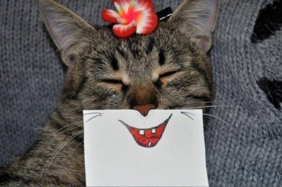 fckdyobrien's tweet photo. Se você estiver tendo um dia ruim olhe para esta gatinha com cartazes de boquinhas na cara q eu tenho certeza que você vai se sentir melhor https://t.co/6JLcGMftHw