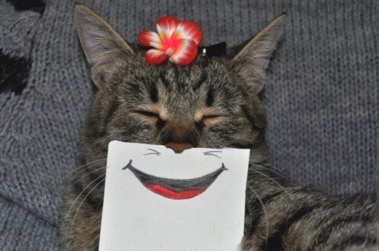 fckdyobrien's tweet photo. Se você estiver tendo um dia ruim olhe para esta gatinha com cartazes de boquinhas na cara q eu tenho certeza que você vai se sentir melhor https://t.co/6JLcGMftHw