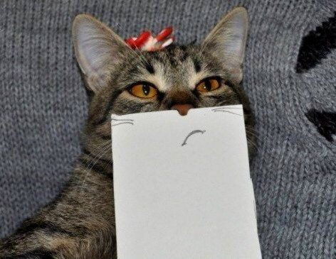 fckdyobrien's tweet photo. Se você estiver tendo um dia ruim olhe para esta gatinha com cartazes de boquinhas na cara q eu tenho certeza que você vai se sentir melhor https://t.co/6JLcGMftHw
