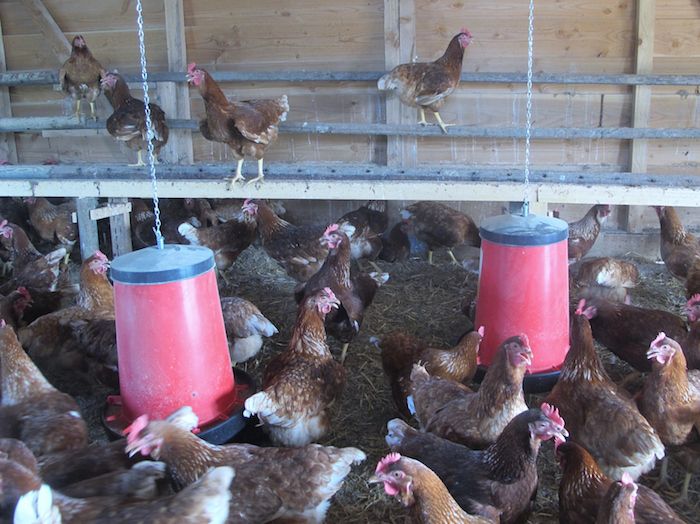 union_couveuses's tweet photo. 🐮🐷🐤 Les couveuses agricoles permettent à ceux n'ayant pas grandi à la ferme de tester leurs aspirations paysannes https://t.co/36EeUBdiZg https://t.co/9b1Gj4C3MV