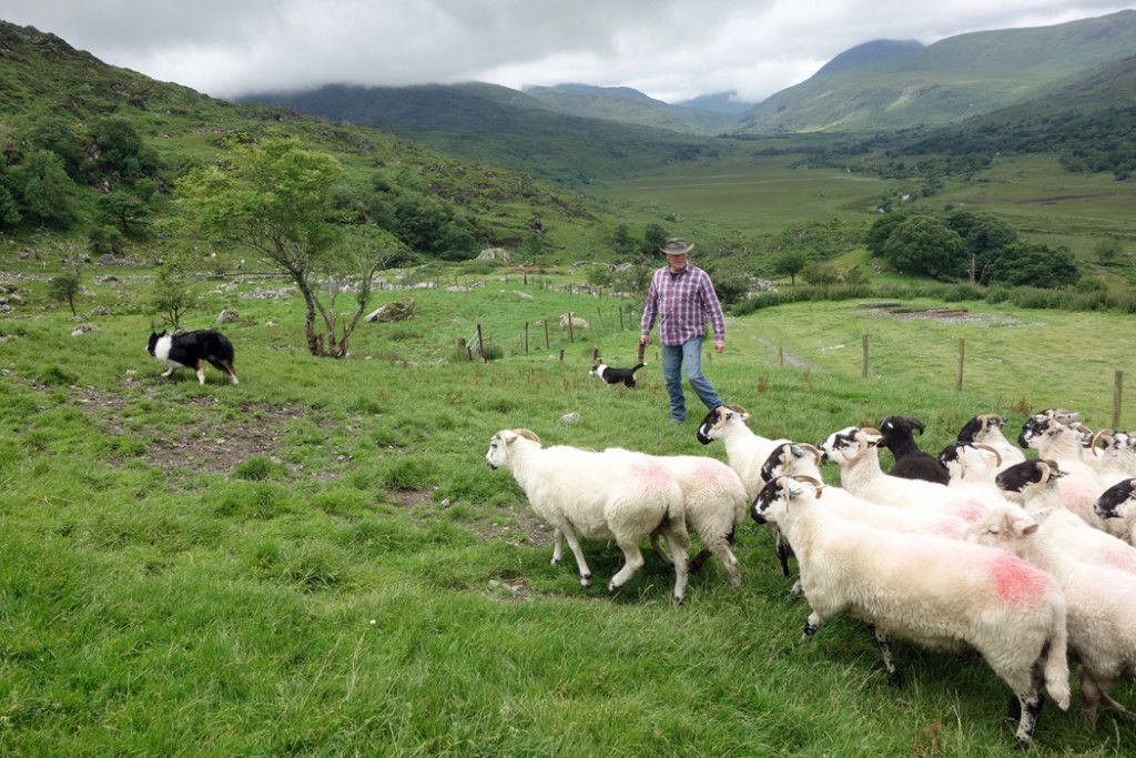 RickSteves's tweet photo. I love a good sheepdog demonstration: https://t.co/gYosph1w3A https://t.co/amAGxJKZHG