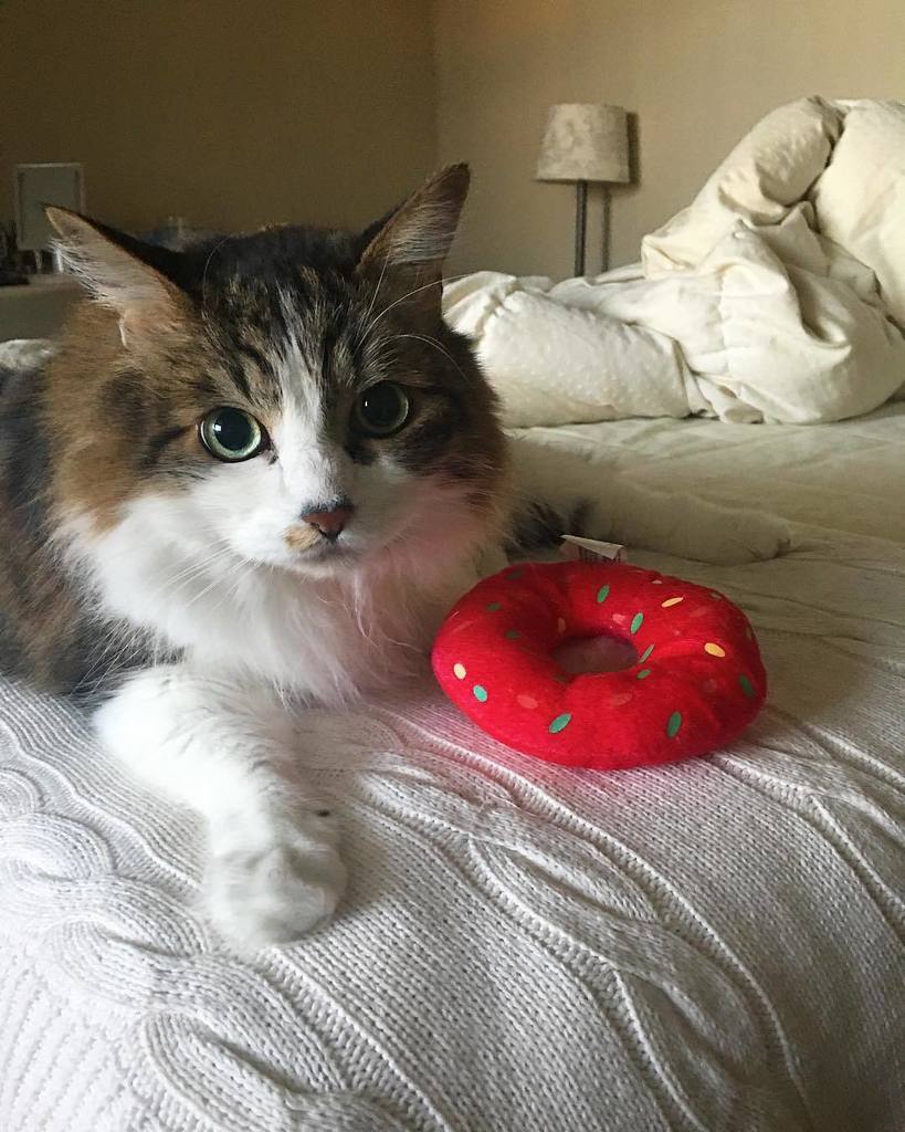 PetSitting2Dmax's tweet photo. Nigel and his sprinkled donut.
.
.
#kitty #fuzzy #fuzzycat #fluffycat #furryfriends #furrykitty #floof #floofcat #… https://t.co/37yMDaiQry https://t.co/XDypYUPtCo