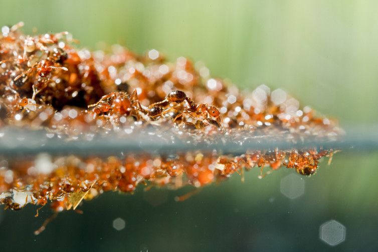 earthskyscience's tweet photo. Fire ants build with no master plan https://t.co/ihPqlR2rae

#fireants #nobodysincharge #behavioralrules

Image via Tim Nowack https://t.co/UNKbPcRrCw