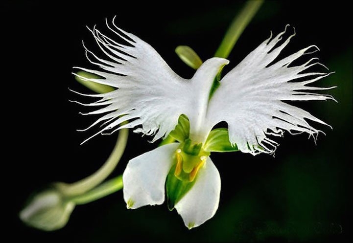dgthescientist's tweet photo. White egret orchid! Looks like a bird taking flight #bio120sum17 @NutmegSomething https://t.co/AGMDF2udZn