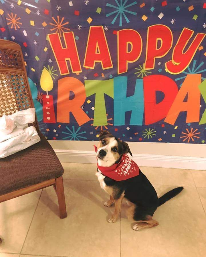 TheDogLiberator's tweet photo. #Remi is ready for his #birthday party tonight #adopted #tdl #thedogliberator #walkadog #floridadog #centralflorida #smartdog #rescuedog #i… https://t.co/lza8dy8LbS