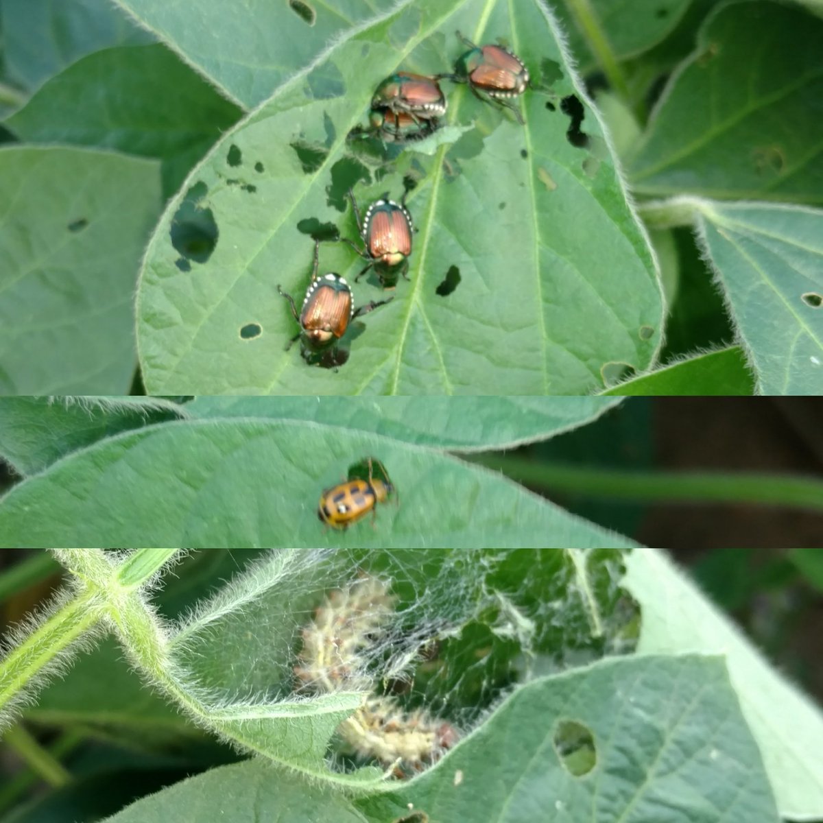 ufsllc's tweet photo. Lucky customer winning the trifecta with #JapaneseBeetles placing first, #BeanLeafBeetles second and #ThistleCaterpillar third #bugs2017 https://t.co/62h0WoWJTD