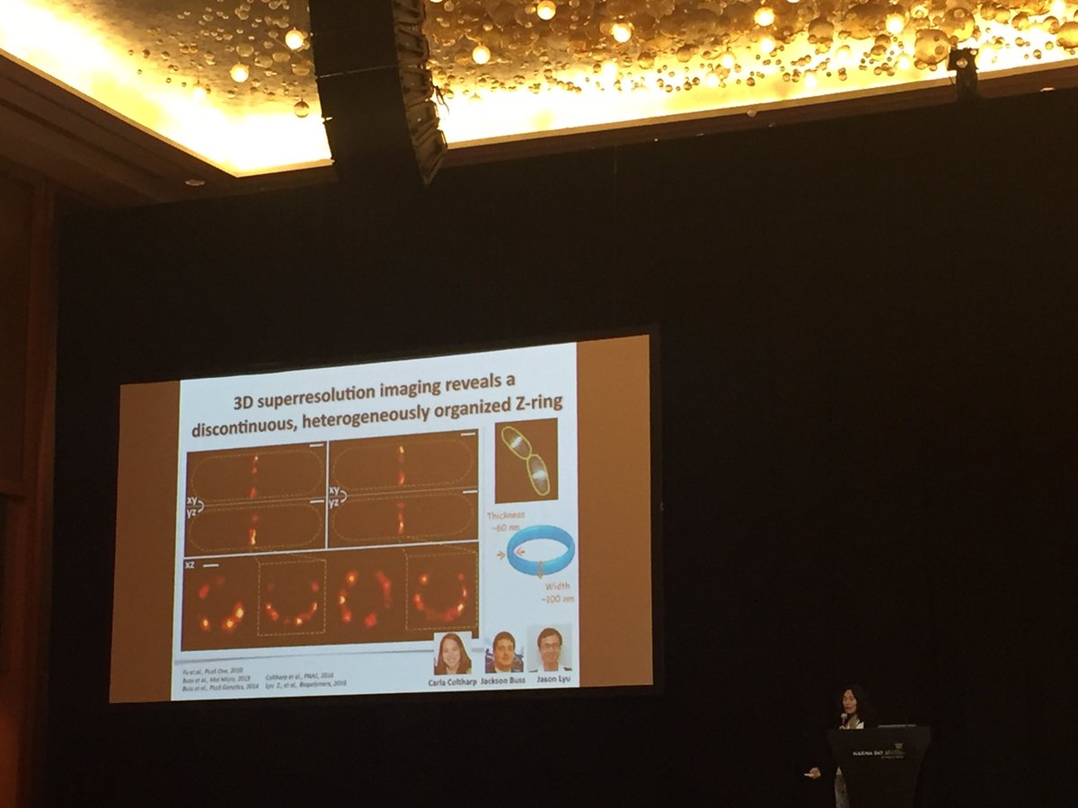 bilgespqre's tweet photo. Jie Xiao on revealing Z-Ring dynamics with Super resolution microscopy. FtsZ treadmilling #coolstuff 4th day of #IUMS2017 https://t.co/LbKr4sTcbs