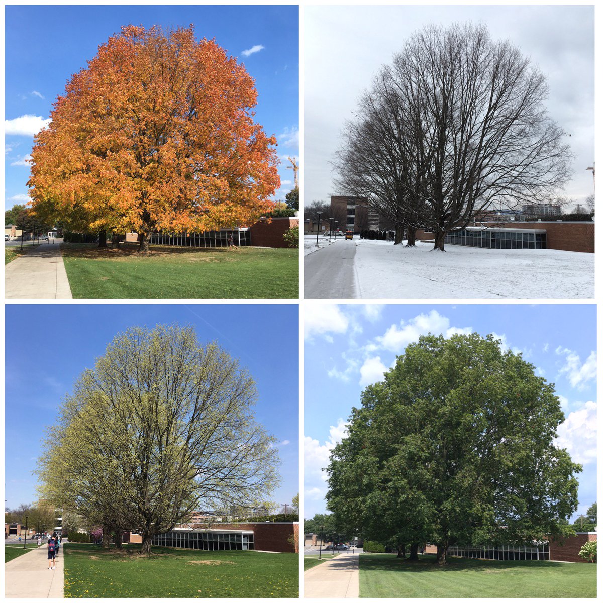 All Four Seasons In Trees Are You Embracing The Changing Season In