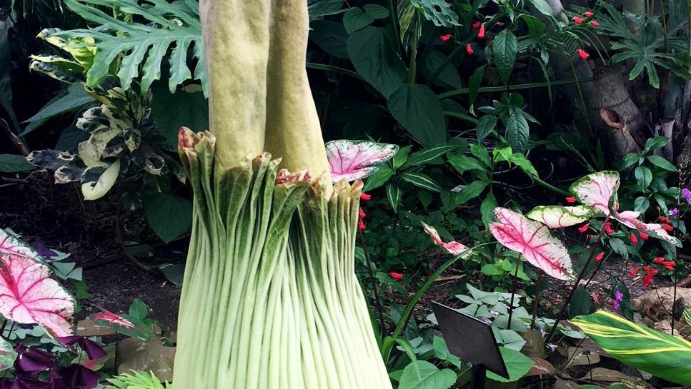 KCCINews's tweet image. The Big Stink: Rare tropical flower to bloom tonight bit.ly/2tgPIPD