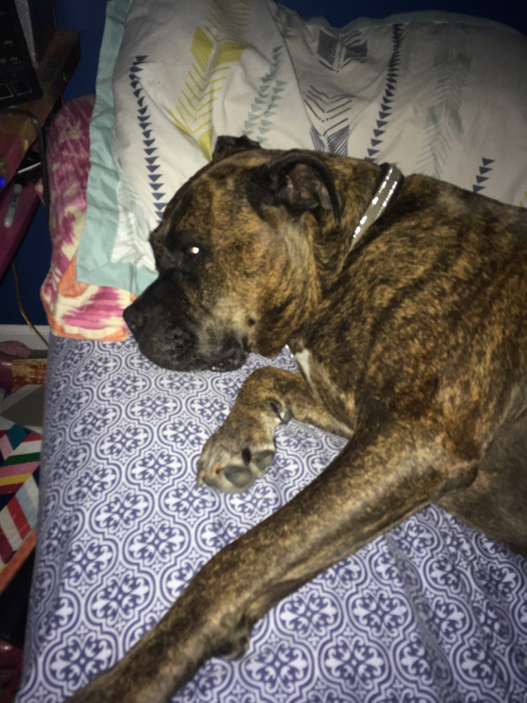 Yer gonna have to scoooch over Willy! <a href="/SwagPupWilly/">Lord Willington</a> love this dang dog so much ❤️