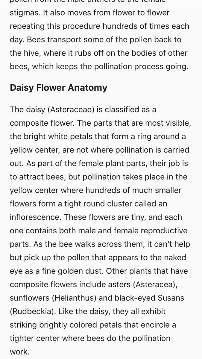 kaelynbotany's tweet photo. Daisies have both male and female reproductive parts, that's bees pollinate by walking across. #bio120sum17 @NutmegSomething https://t.co/AByen5wZfk