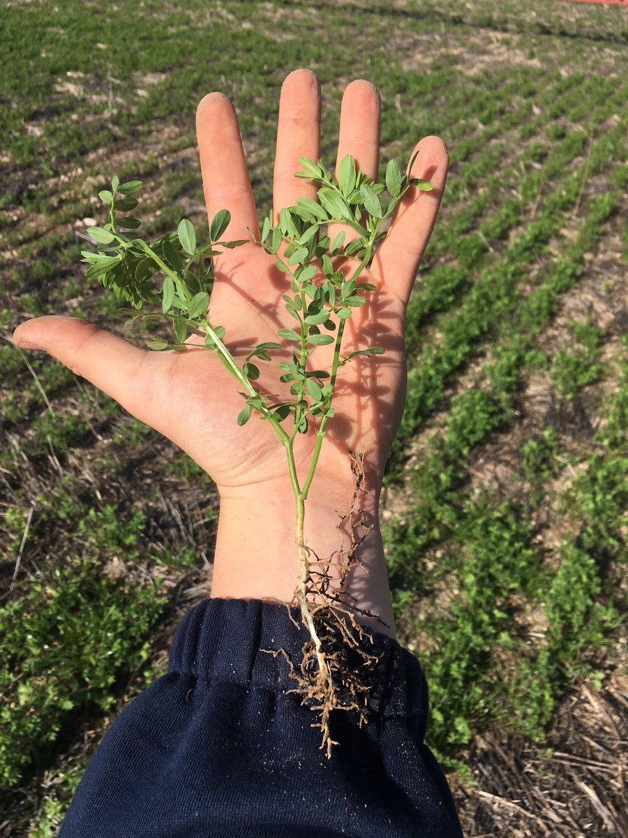 LukeGra10871416's tweet photo. Hurricane Lentils coming along nicely after minimal rainfall since sown on the 3rd of May! #intervix #hurricanelentils #grassherbicide https://t.co/VxDRWVN9jd