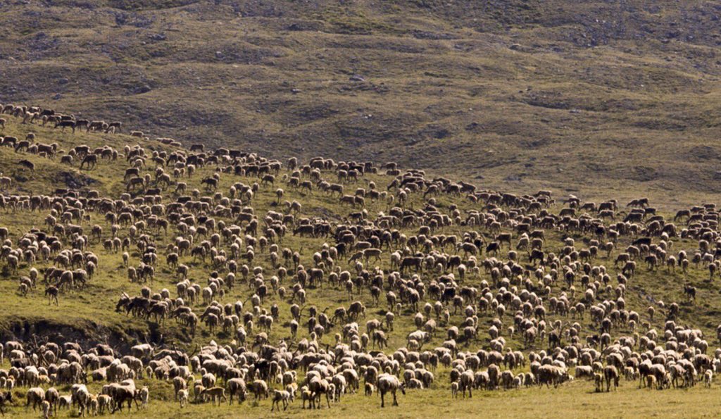 MaxHugWilliams's tweet photo. #NaturesGreatRace tonight @9/8C PBS follow 100,000 caribou on an epic migration past bears, wolves &amp; raging rivers https://t.co/586z3JYO32