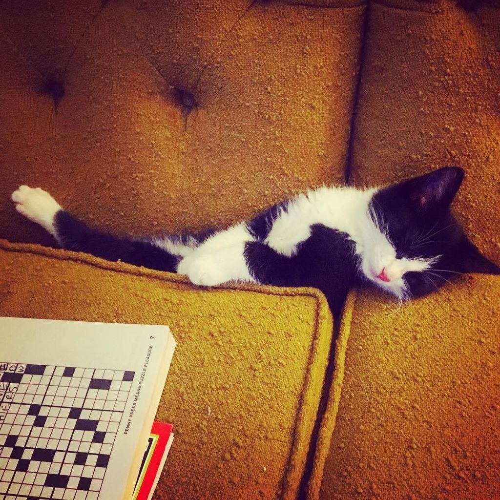 BarefacedDesign's tweet photo. Diva kitten is even a diva when he's sleeping. https://t.co/ndZbWV2eZh https://t.co/nQbSYyvOFJ