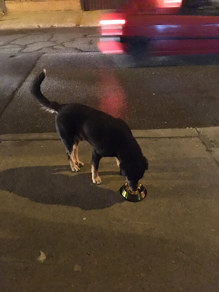 Barriguitas llenas en el barrio las cruces en Bogotá. Gracias a ustedes otra #NocheDePerros es posible 🙏❤️🐶