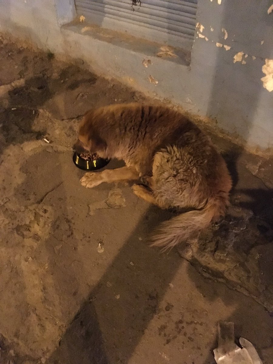 txpcol's tweet photo. Barriguitas llenas en el barrio las cruces en Bogotá. Gracias a ustedes otra #NocheDePerros es posible 🙏❤️🐶 https://t.co/13Vbo8YY63