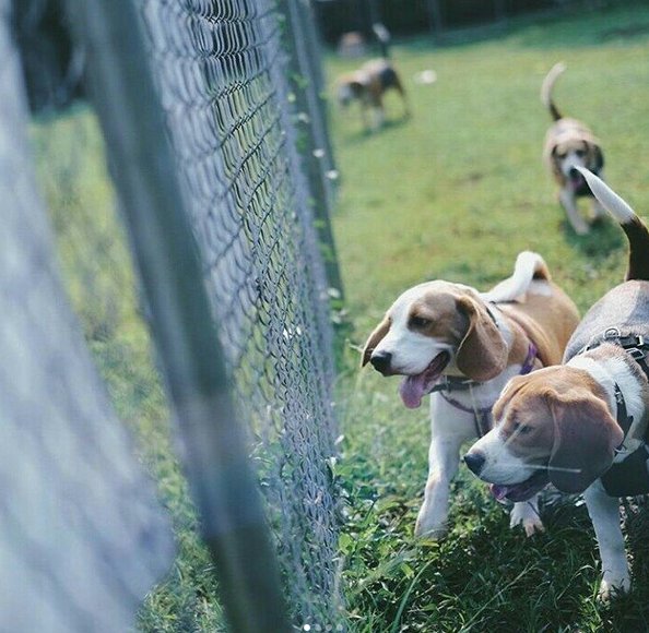 CaswellsCoffee's tweet photo. Our dog park will be closed from July 24th onwards. It was really great while it lasted. Thank you for all the good times. Woof! https://t.co/U7V0Echckt