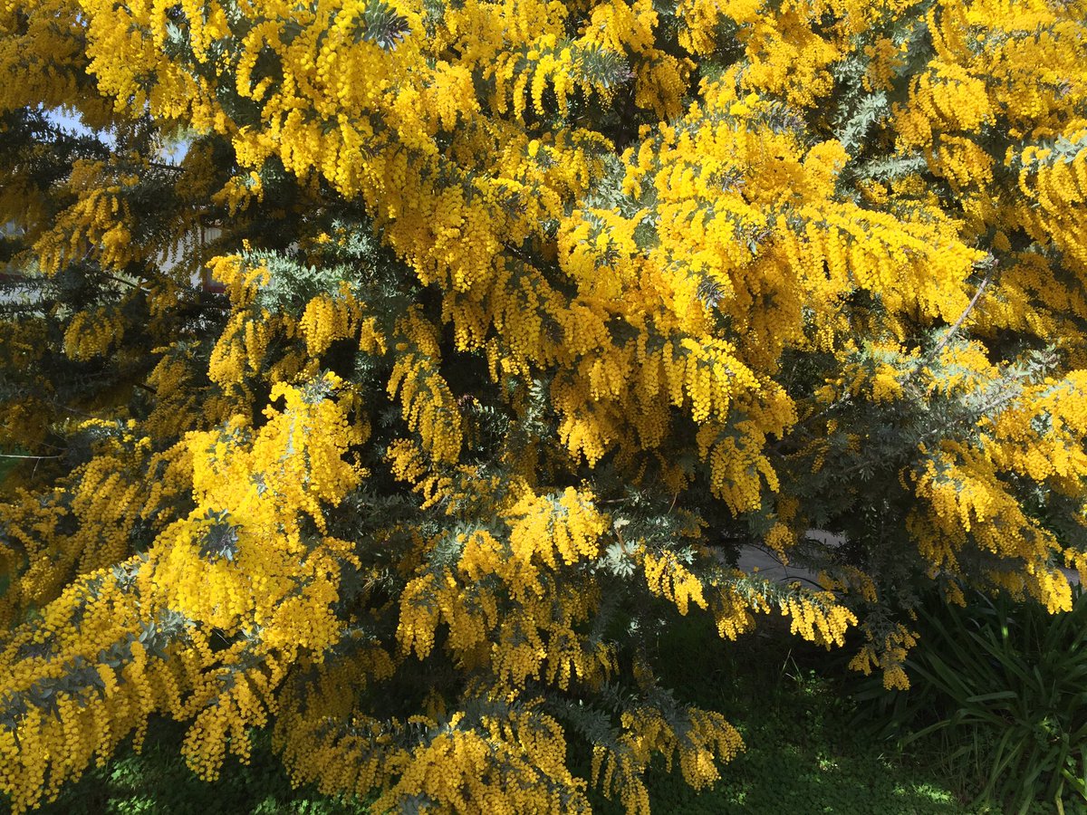 theskyisbluish's tweet photo. Interesting tree! I wonder what it is... #IDtime https://t.co/Nz2gh3TU6s