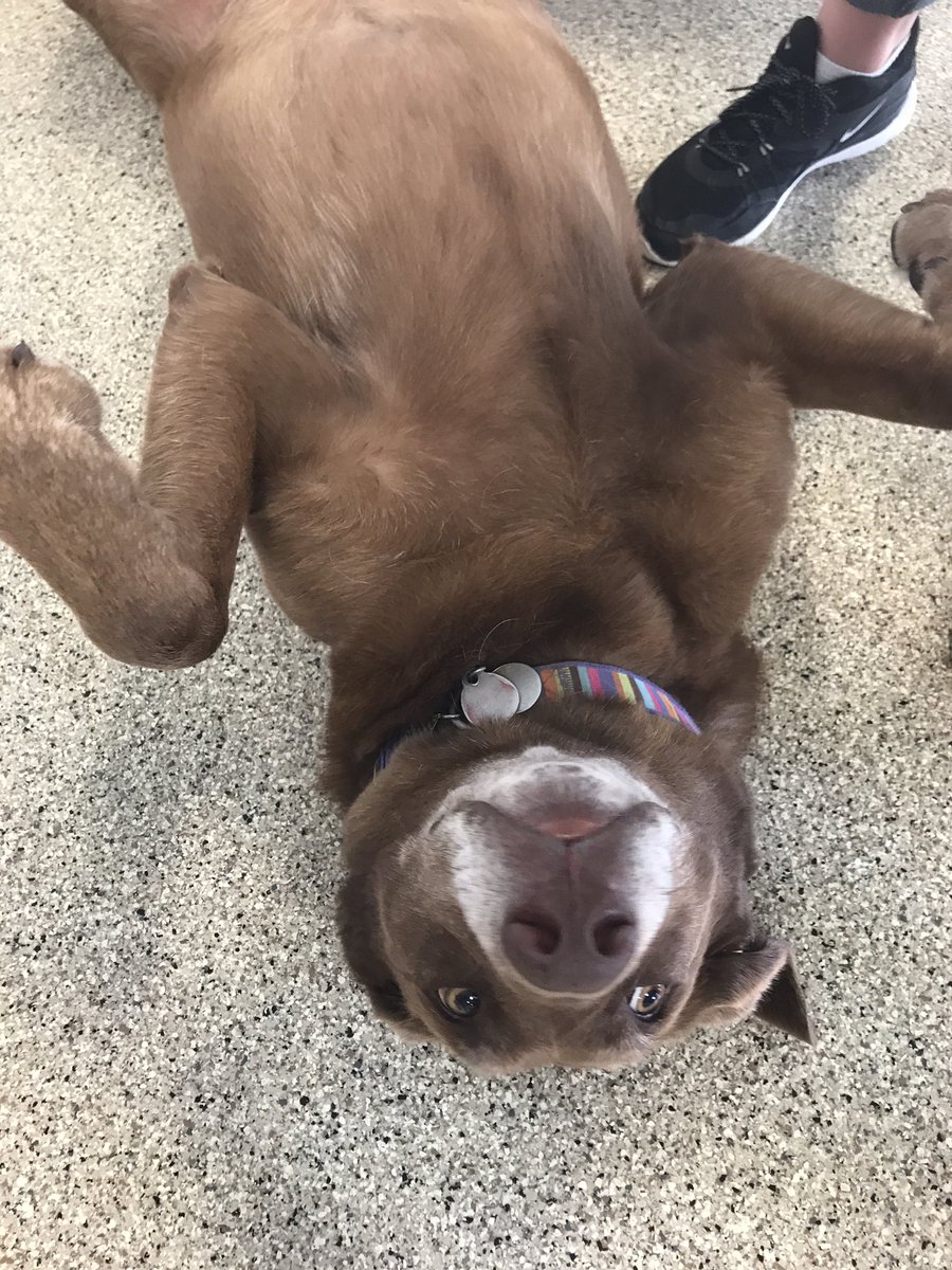 caseylrobinson's tweet photo. So many good doggos https://t.co/uJXYUrrYdG