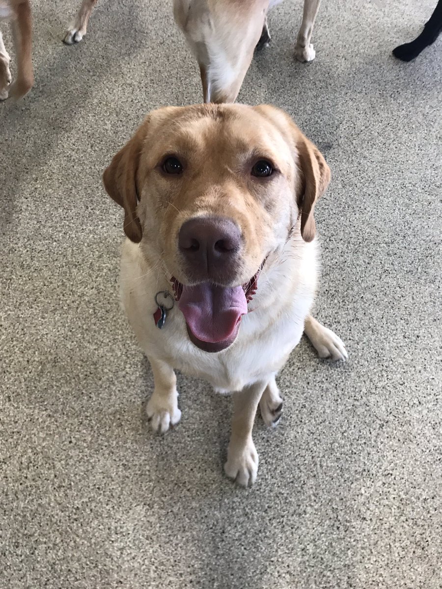 caseylrobinson's tweet photo. So many good doggos https://t.co/uJXYUrrYdG