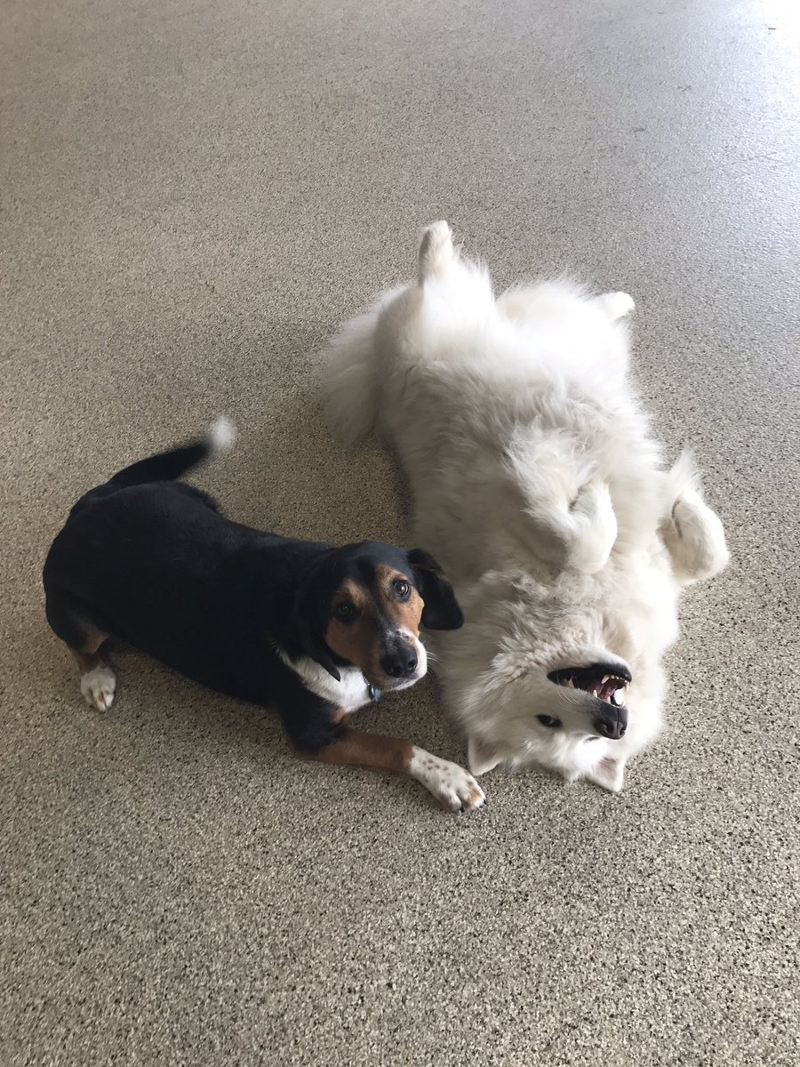 caseylrobinson's tweet photo. So many good doggos https://t.co/uJXYUrrYdG