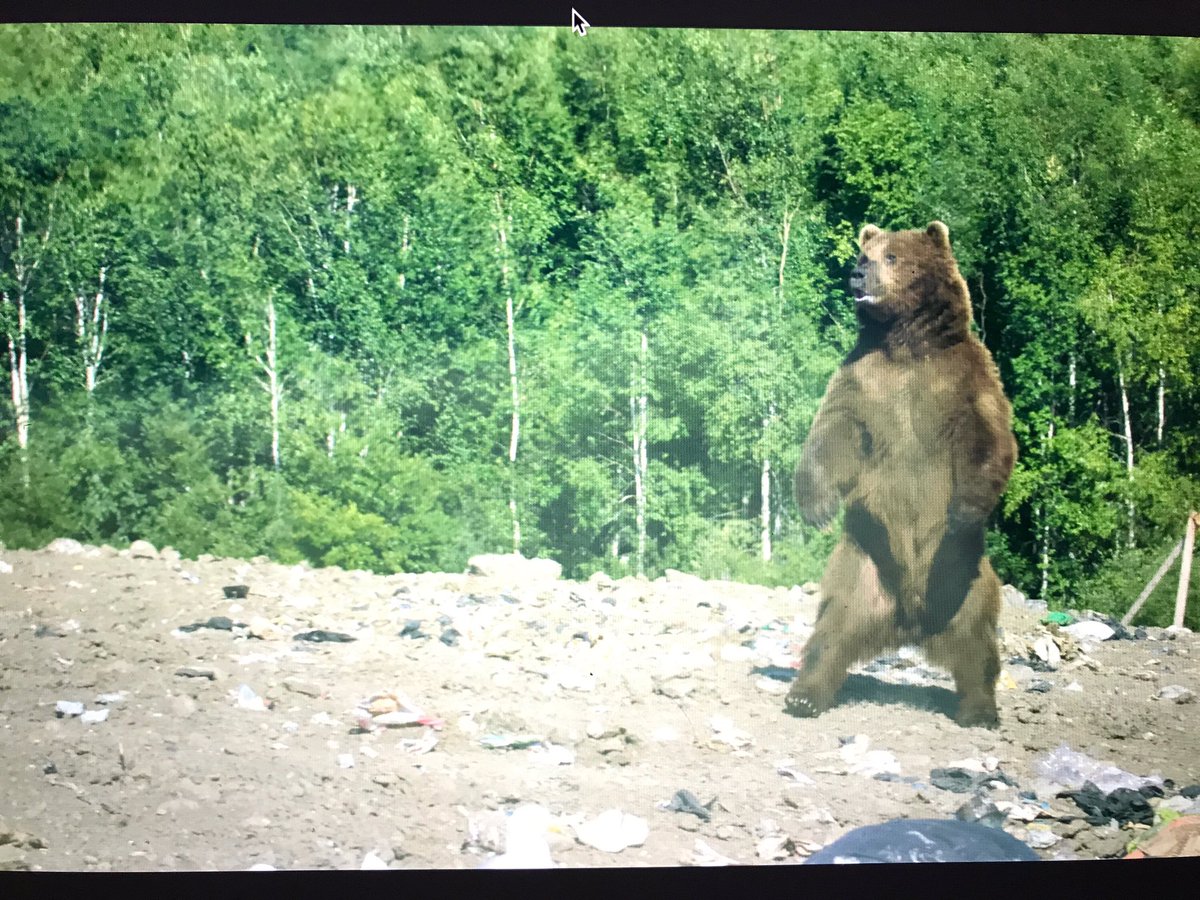 GhostCarFred's tweet photo. Screenshot from today's visitor. #lastfurtrader #bear #wildlife #arctic #grizzly #documentary #workandtravel @AccessibleMedia @STORYHIVE https://t.co/7rTkRMJ8Q6