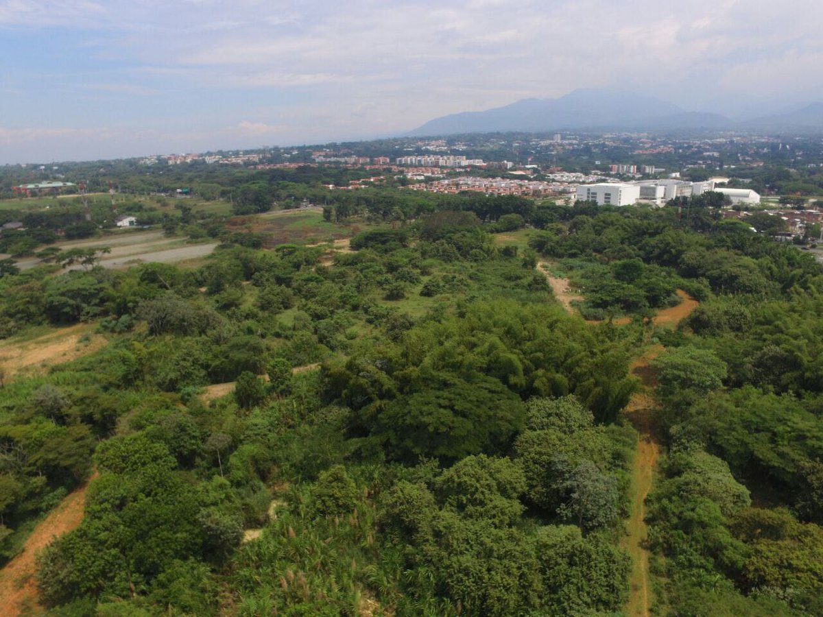 rojasjulian7's tweet photo. @METROCALI Ese vídeo sirve para exponer la verdad. será que ese poco verde plano reemplaza una zona boscosa y con amplia riqueza de fauna y flora? https://t.co/Xcb273woem