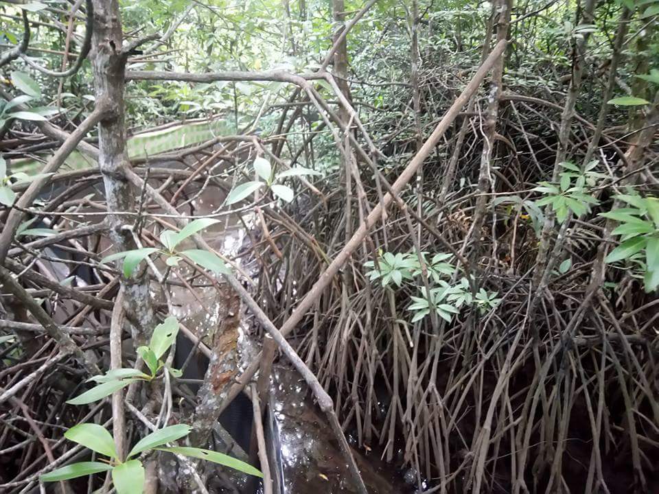 DesaPesisir's tweet photo. Budidaya kepiting bakau di bentang pesisir Padang Tikar, Kubu Raya. https://t.co/v83Jg1VJcM