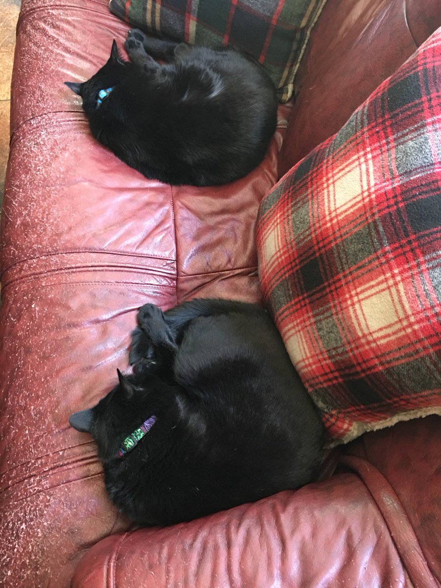 llindley72's tweet photo. Peas in a pod! https://t.co/QhEAafhRCK https://t.co/yND9nKB0Bt