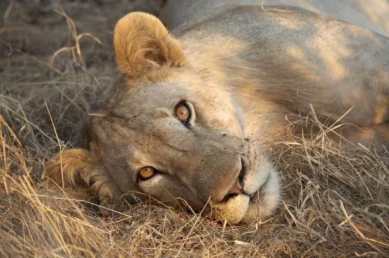 travel2next's tweet photo. South Luangwa walking safari https://t.co/60XVzGsWtX. Love lions? #travel #lions https://t.co/DFfpeGAS9S