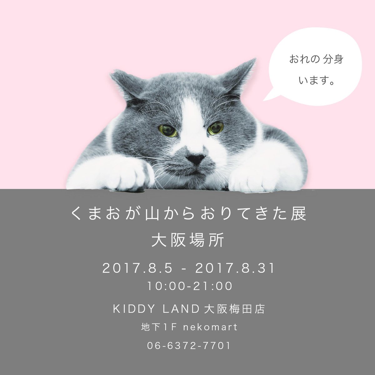 くまお On Twitter くまおの大阪場所 情報解禁となりました 今回はなんと Kiddyland大阪梅田店さん での開催となります Koriri222 さんのイベントと同時開催になります ネコネコしい夏休みになりそうです 詳細ブログ更新しました Https T Co I1pvniyyf4