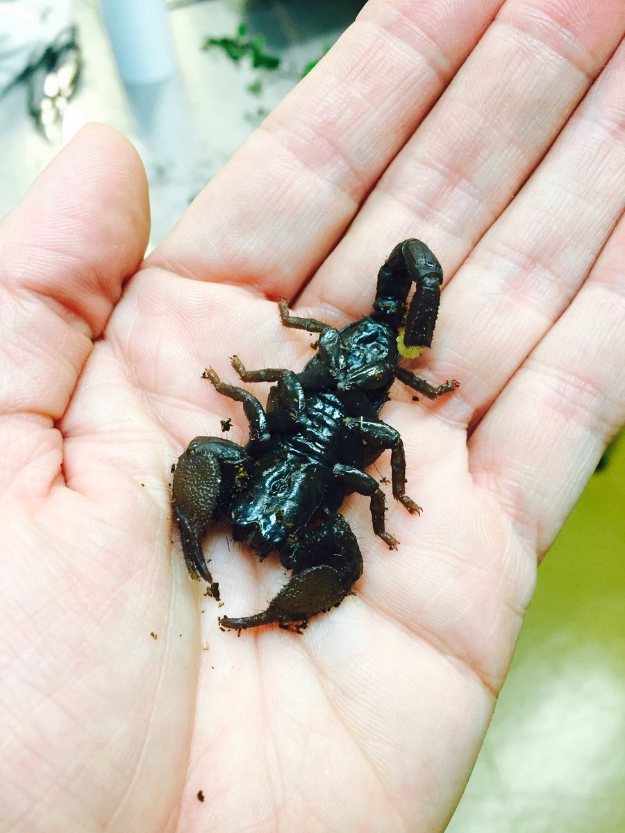 SDBugChick's tweet image. Love.  #emperorscorpion
