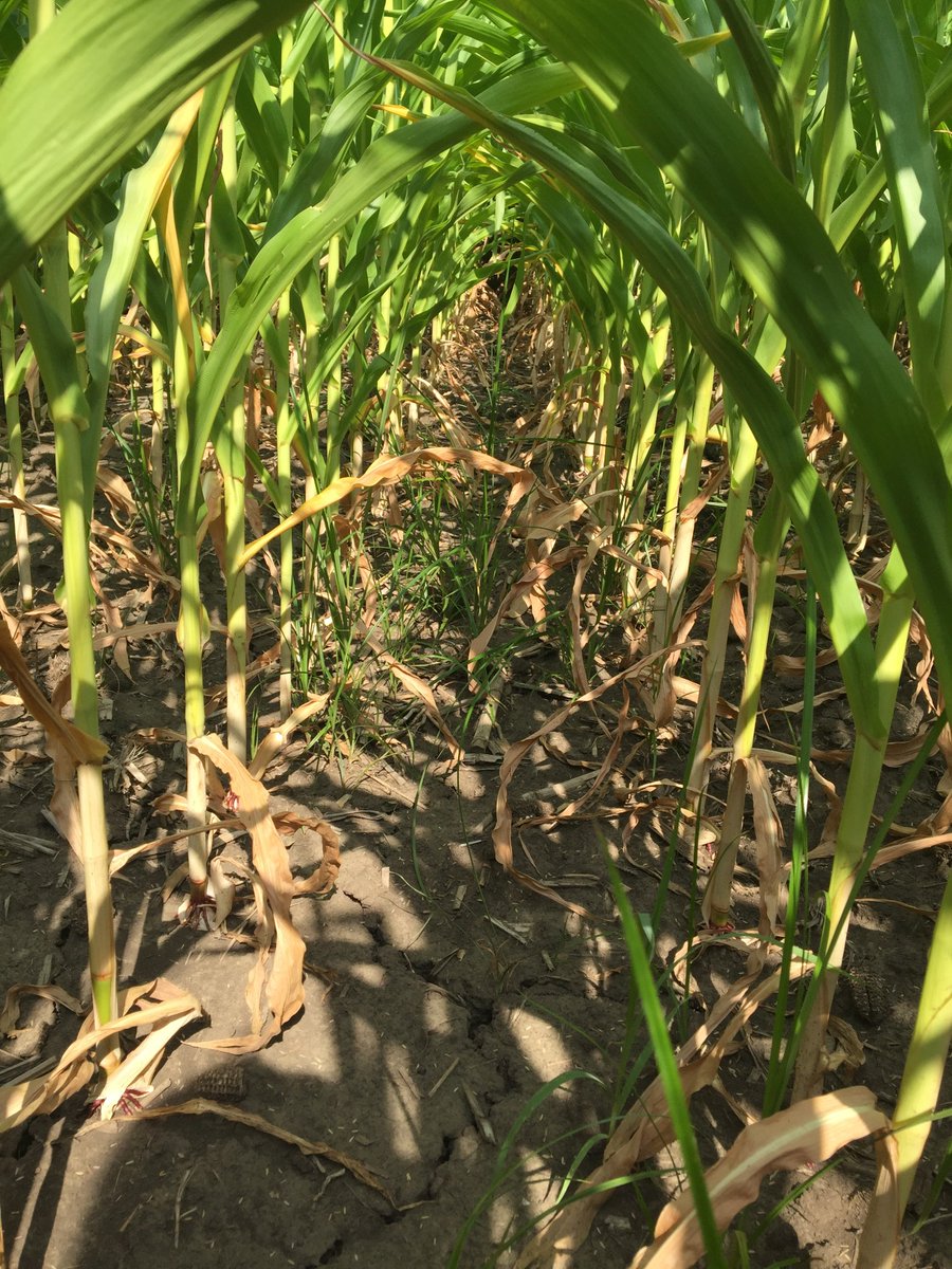 rkvittetoe's tweet photo. @ISUExtension field agronomist share what they r seeing: #drought17, #Palmer, corn pollination &amp; more: https://t.co/9LrEhzytjR. #ICMBlog https://t.co/9UZvDYtJYd
