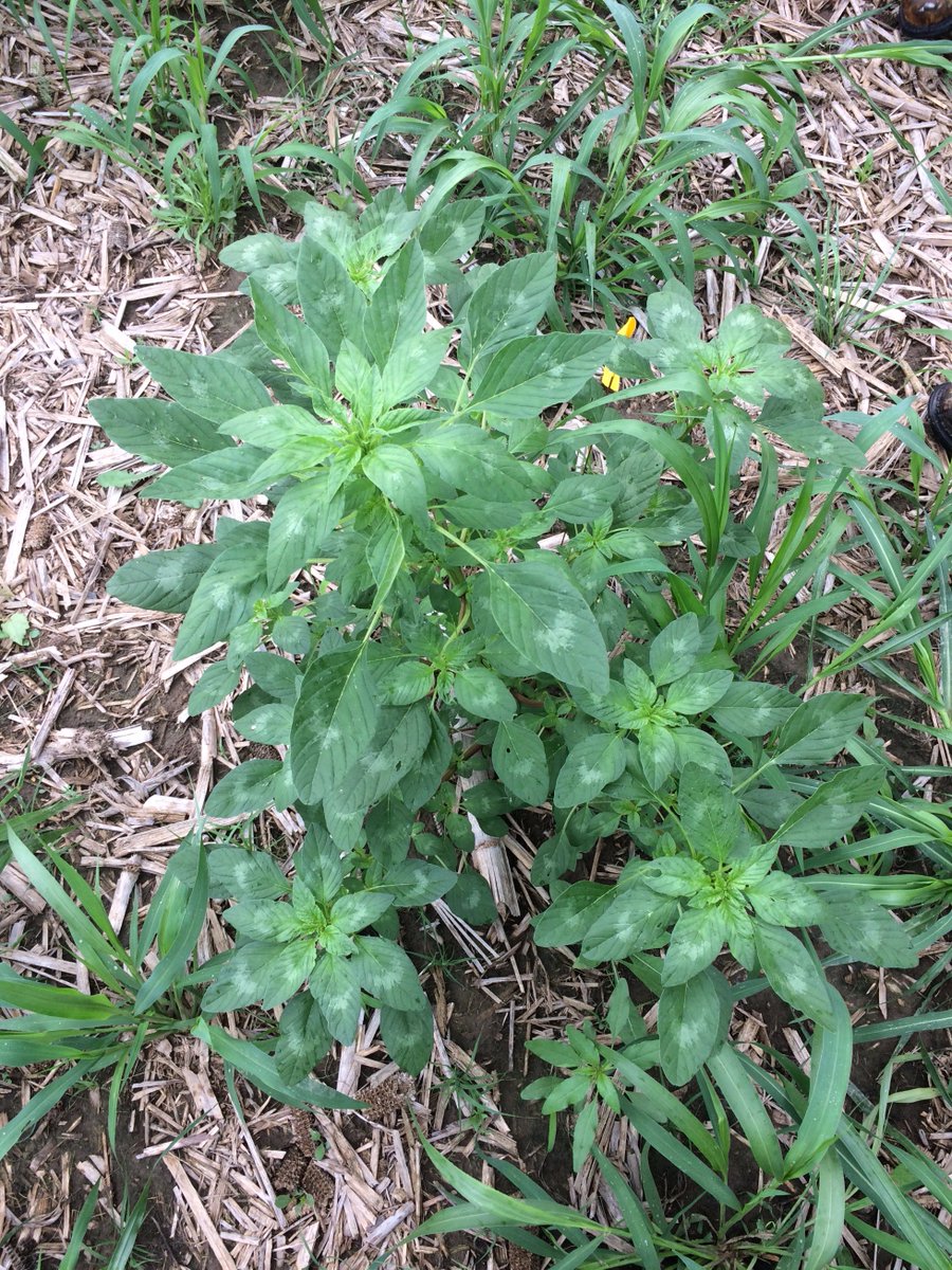 rkvittetoe's tweet photo. @ISUExtension field agronomist share what they r seeing: #drought17, #Palmer, corn pollination &amp; more: https://t.co/9LrEhzytjR. #ICMBlog https://t.co/9UZvDYtJYd