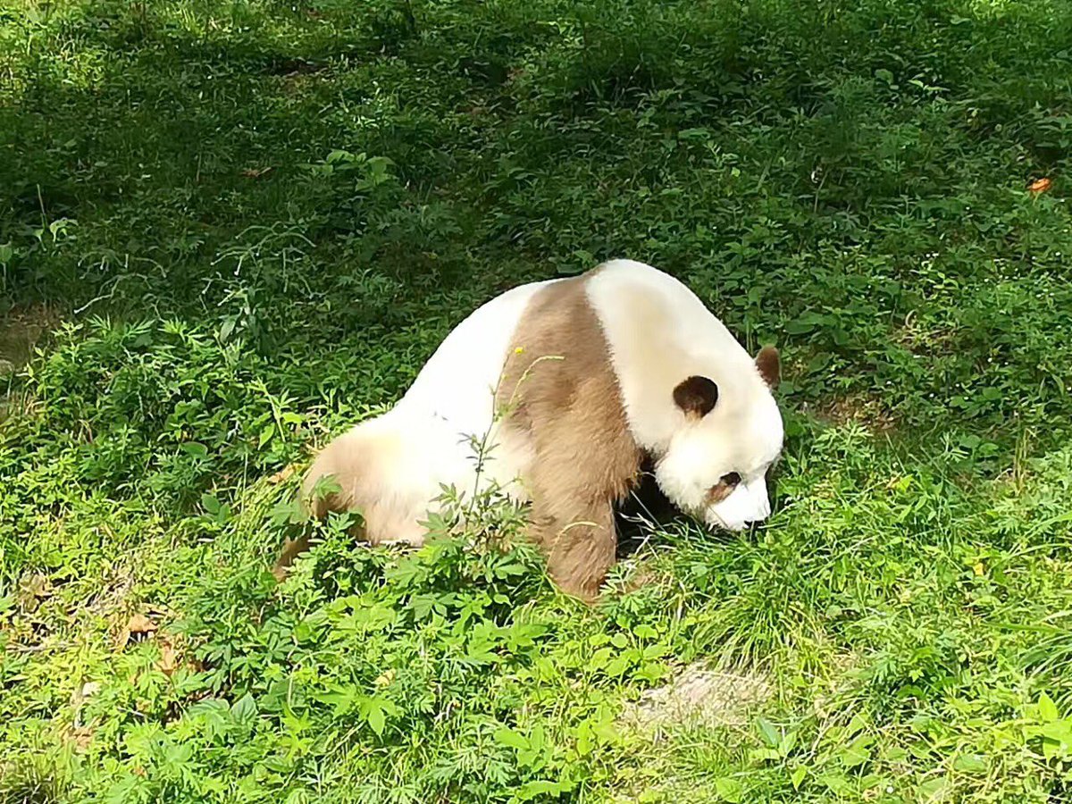aPandaCity's tweet photo. Qi Zai's panda life #panda #pandas #pandastory https://t.co/9oQK4YxWSt