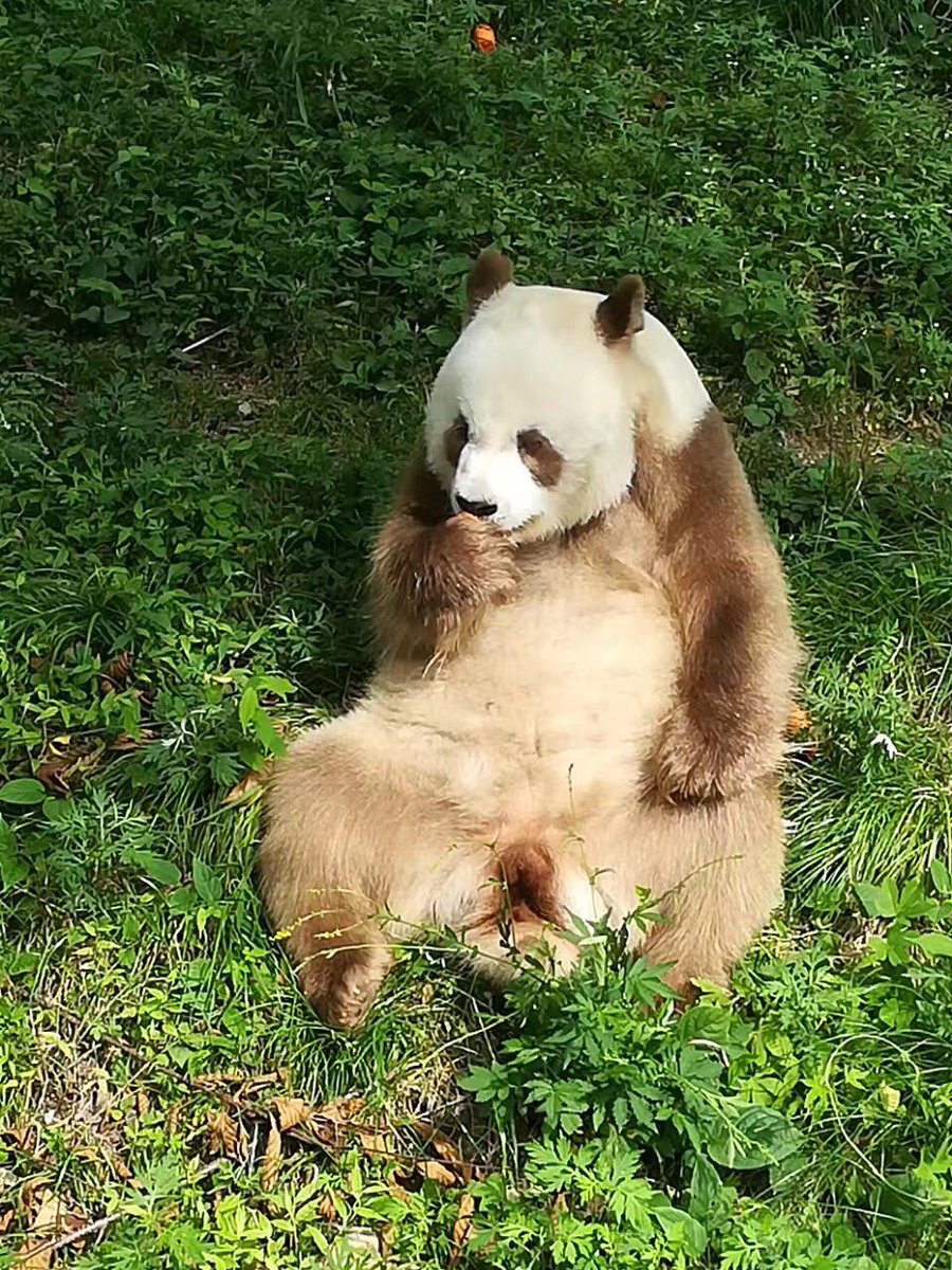 aPandaCity's tweet photo. Qi Zai's panda life #panda #pandas #pandastory https://t.co/9oQK4YxWSt