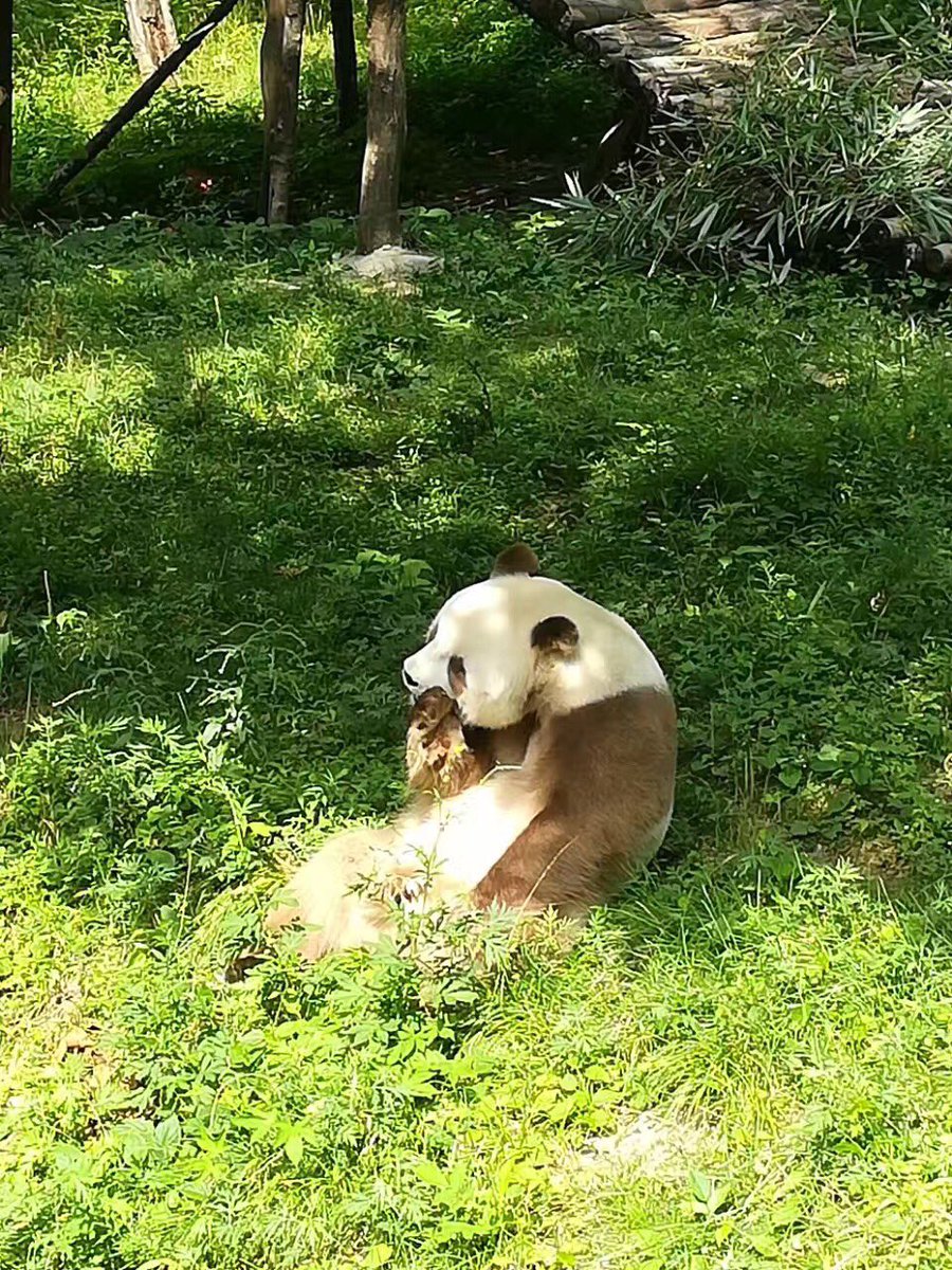 aPandaCity's tweet photo. Qi Zai's panda life #panda #pandas #pandastory https://t.co/9oQK4YxWSt