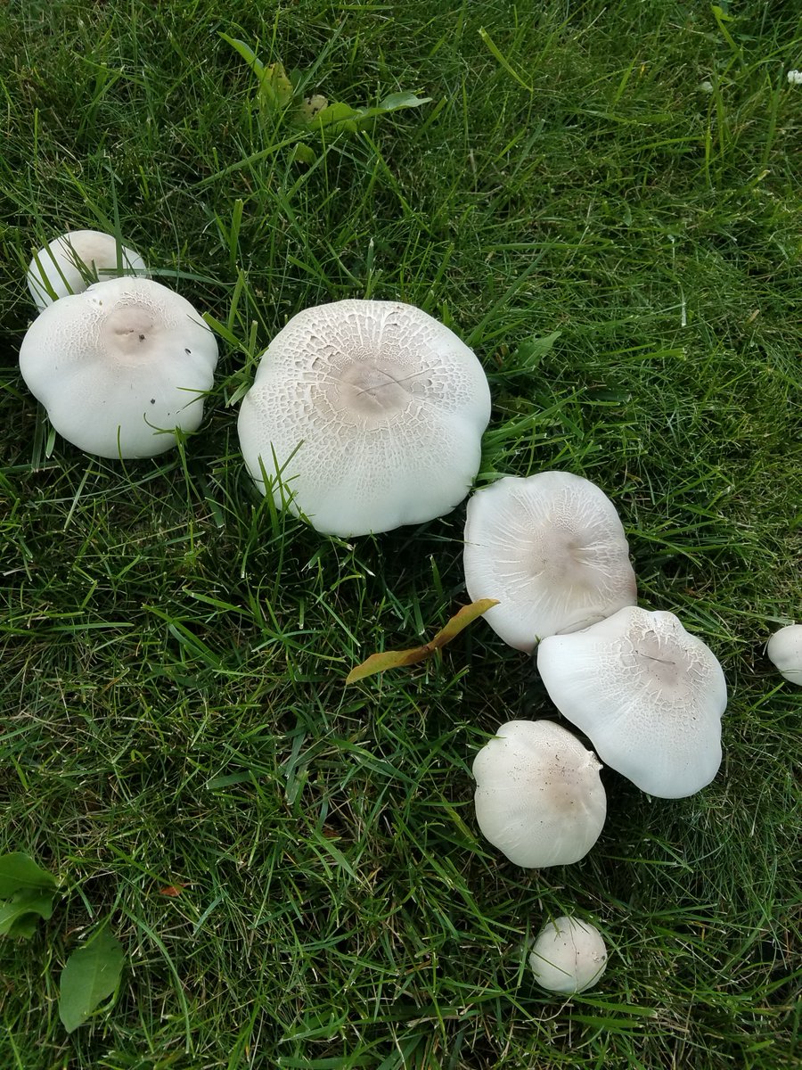 csilva52414's tweet photo. Got some mushrooms growing in my yard. Fungi..yea,  this really grosses me out https://t.co/hVxuli0Yil! @NutmegSomething #bio120sum17 https://t.co/nWQzmAH9wk