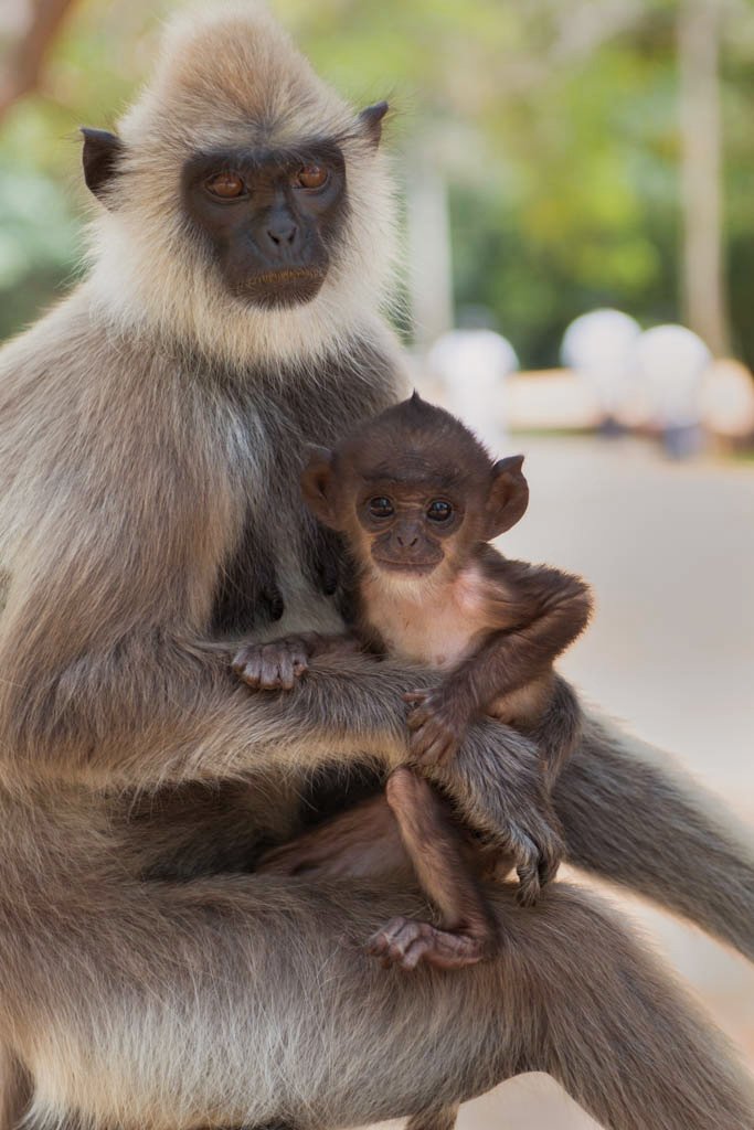 Jetwing_Eco's tweet photo. Monkeys are the closest relative to humans in the evolutionary tree. 
#GrayLangurs 
#srilanka #travel #wildlifephotography #visitsl https://t.co/Ah0xLpgcvK